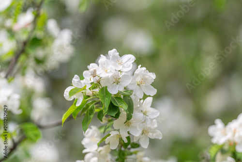 Obraz na plátně Dewy apple blossoms in soft light, minute water droplets on petals, intimate mac