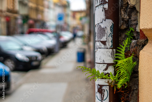 Quadro em tela Green fern plant growing from a cracked wall gap next to an old drainpipe covered in torn paper posters, with a blurred city street background showing parked cars
