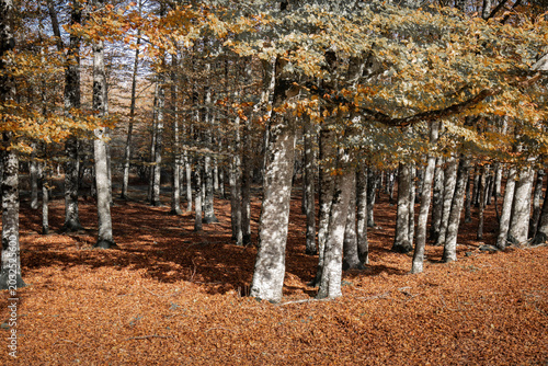 Photography autumn trees in the forest in Navarre, Spain