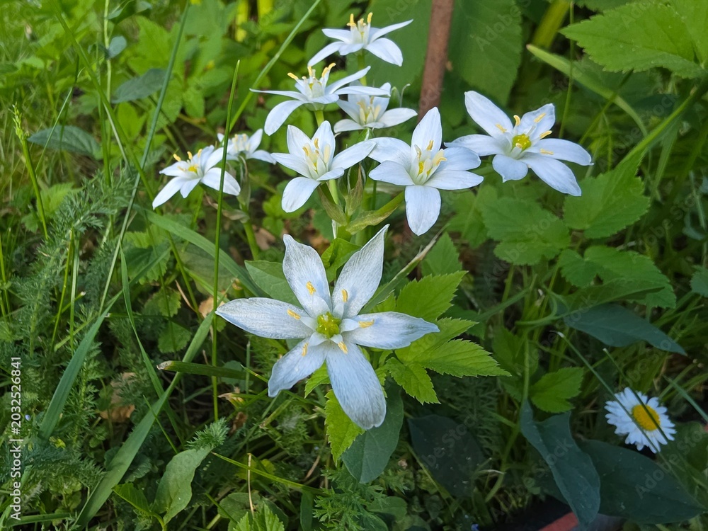 Fototapeta premium Delicate white Ornithogalum umbellatum star flowers blooming among green meadow grass and wild plants in soft spring sunlight.