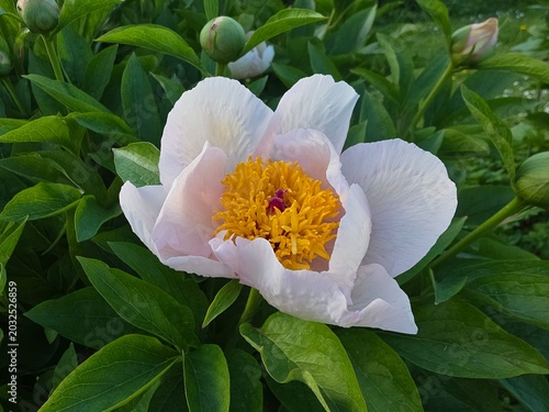 Elegant pale pink peony blossom with a golden yellow center, surrounded by lush green foliage in a vibrant garden setting.