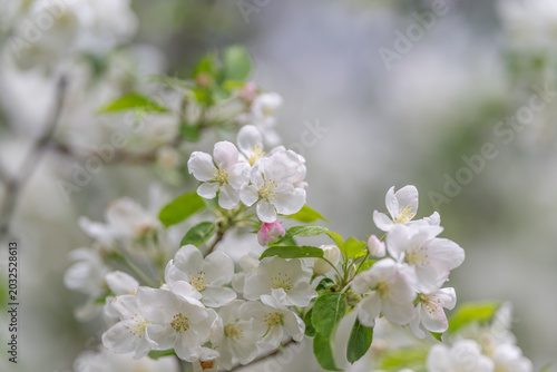 Soft blossoms with lush greenery in serene setting. Peaceful scene of blooming apple blossoms accented by sunlight and fresh foliage for photography or decoration