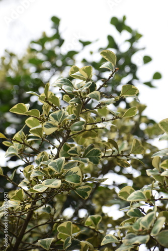 branch of a tree