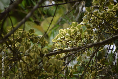 green leaves on the tree