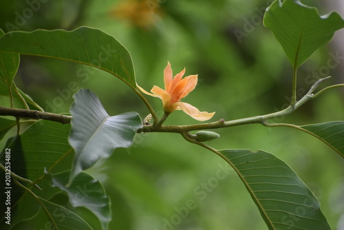 chembakam  flower