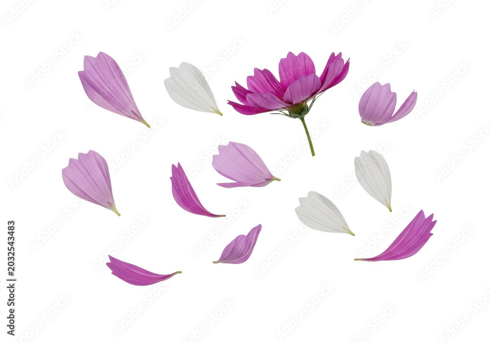 Obraz premium Pink and white cosmos flower petals scattered and floating against a solid black background, isolated botanical