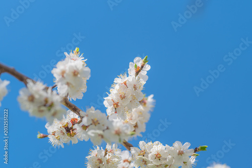 Photos New beginnings bloom in springtime