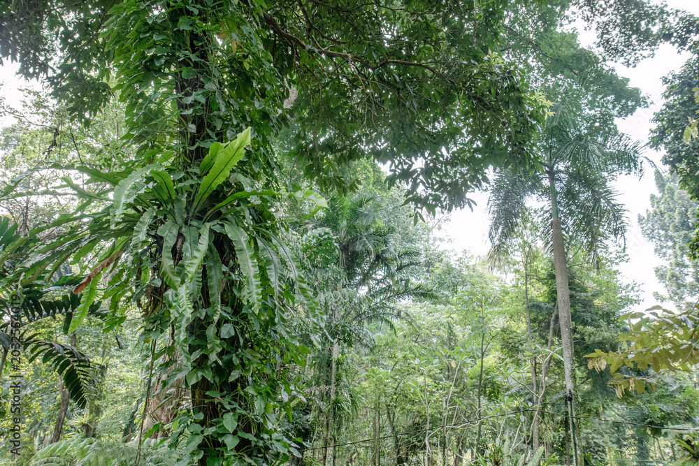 Fototapeta premium Palm forest layers support eco destination marketing. Epiphyte habitat scene fits rainforest education. Dense tropical greenery suits travel campaign visuals