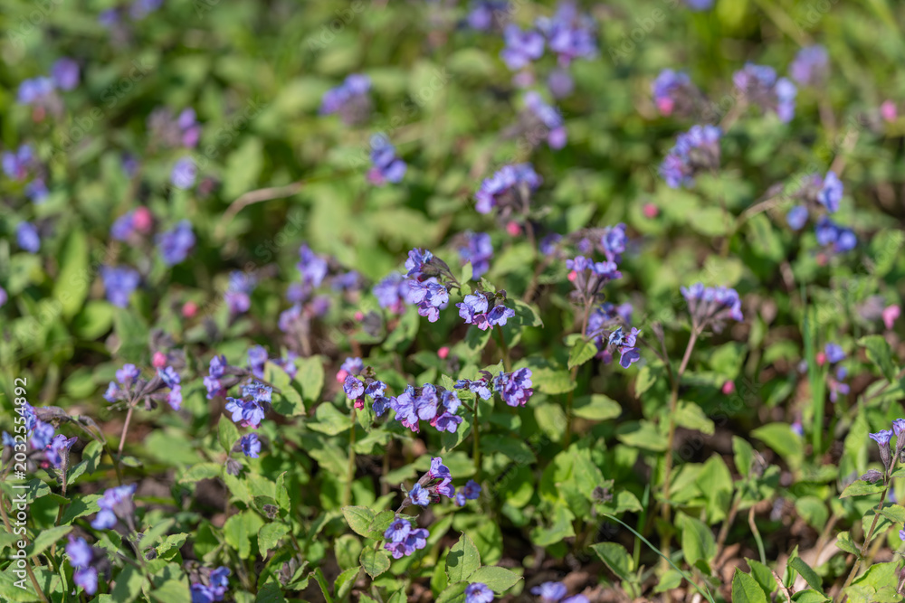 Obraz premium Bright flowers in lush landscape. Vivid blooms cover verdant garden base. Lively spring garden showcases blooming purple flowers on rich green terrain through morning dew