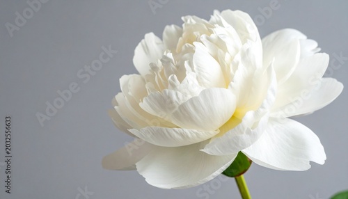 White peony flower in bloom against light gray background, layered petals with creamy center, symbolizing purity, elegance, and natural beauty in minimalistic composition.