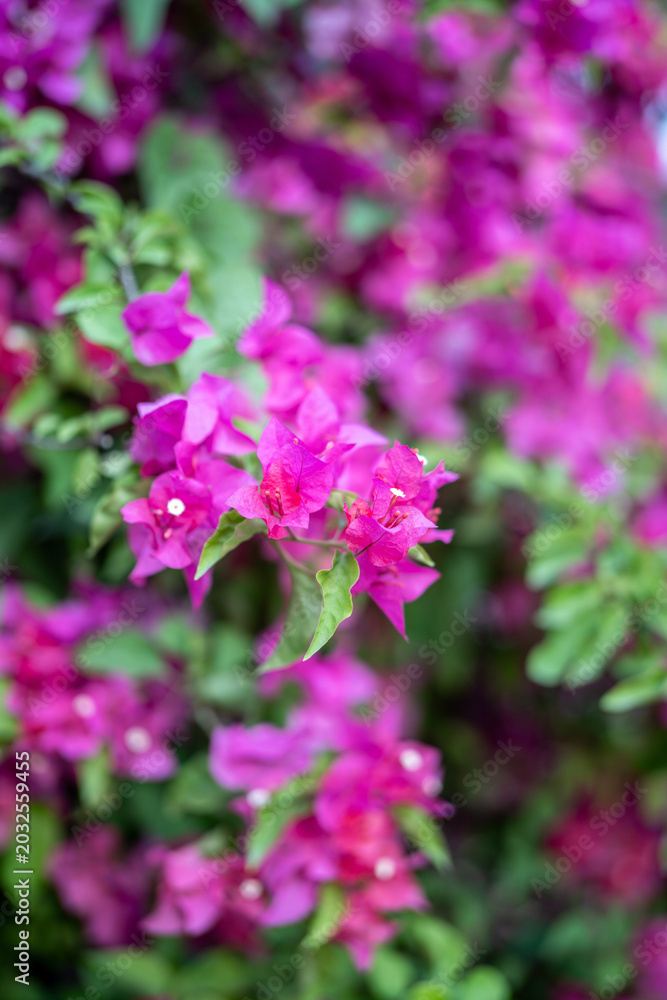 Fototapeta premium Blooming Magenta Bougainvillea Flowers in Summer Sunlight
