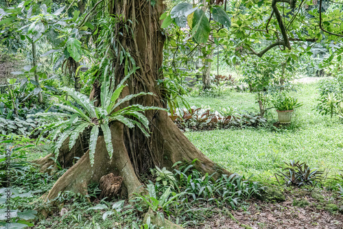 Giant buttress roots frame a premium tropical garden. Ancient tree base offers eco resort nature appeal. Botanical lawn scene with banyan texture and shade