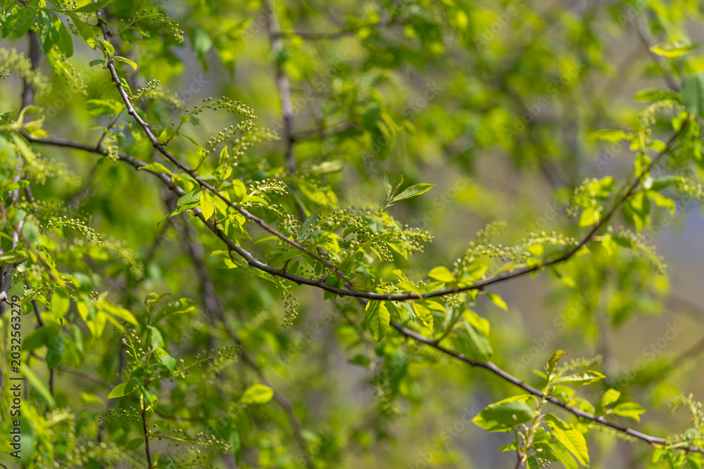 Fototapeta premium Lush foliage with vibrant light. Sunshine through green leaves creating lively ambiance. Radiant foliage with filtered sunlight producing energetic natural environment
