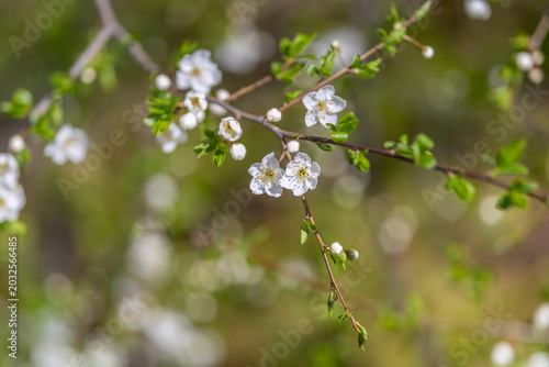Bild auf Leinwand Macroscopic view of dewcovered petals with subtle artistic bokeh effects