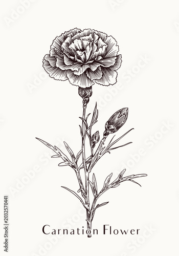 Vintage Style Engraved Hand Drawn Carnation Flower Illustration for Retro Labels