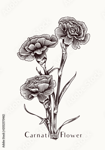 Detailed Hand Drawn Carnation Flower Botanical Illustration Sketch