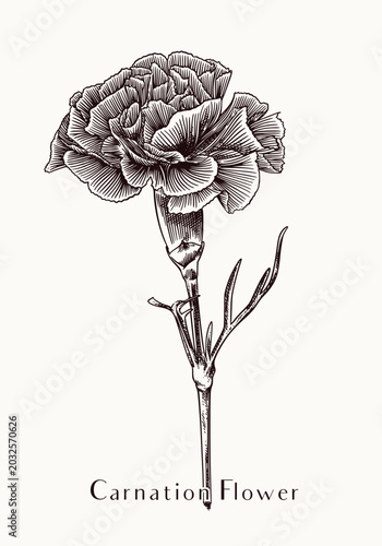 Elegant Carnation Flower Drawing for Mother's Day and Wedding Stationery