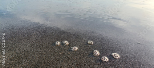 Foto Ocean foam bubbles on wet sand at the shore with gentle waves washing ashore on