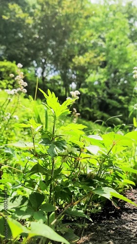 揺れる道端に咲く花・ハルジオン・雑草・日本の風景／Flowers blooming by the roadside - Erigeron annuus - Weeds - Japanese scenery／길가에 피는 꽃·하르지온·잡초·일본의 풍경
