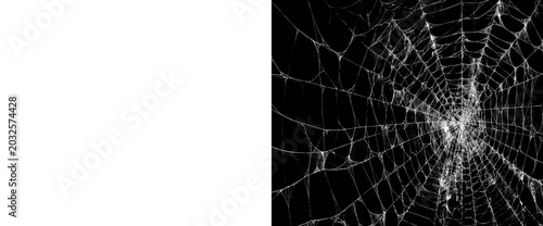 Schilderij op canvas Spooky spiderweb on transparent background and black background, detailed and delicate, eerie halloween decoration, intricate natural structure for design and overlay
