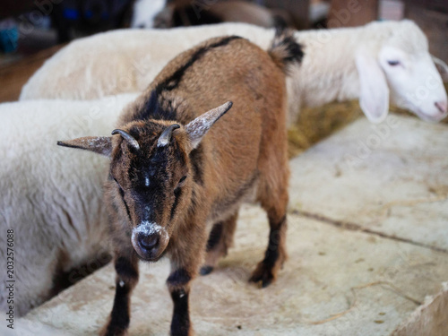 Tableau sur toile goat animal farm mammal nature horn farm animal domestic rural head copy space a