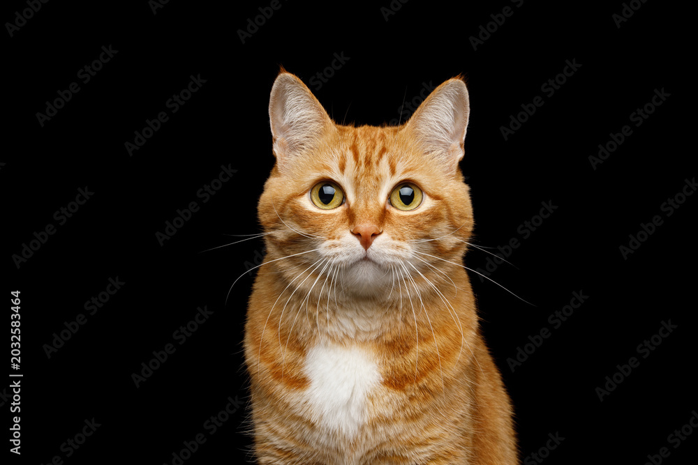 Obraz premium Ginger tabby cat frontal portrait with white chest on black background