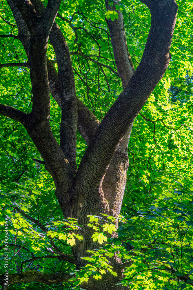 Fototapeta premium tree in the forest