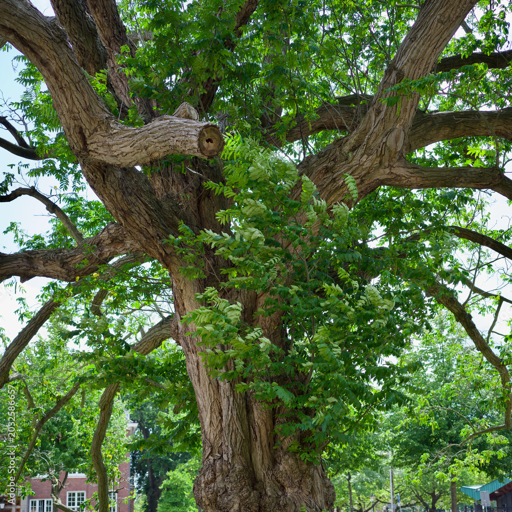 Fototapeta premium Majestic old tree with high resolution textured trunk and vibrant green foliage captured in a square format