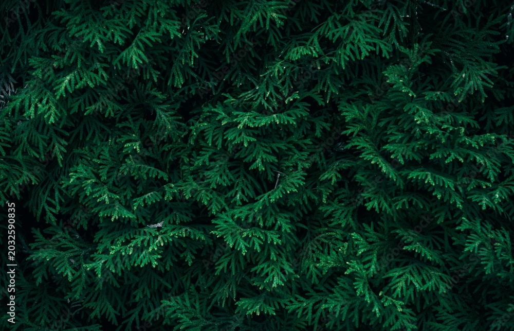 Fototapeta premium Detailed close-up view of a dense conifer hedge featuring rich green foliage and natural textures.