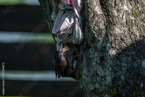 A black starling feeds its chicks in a tree hollow