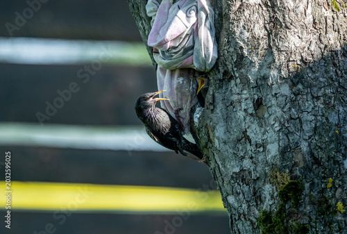 A black starling feeds its chicks in a tree hollow