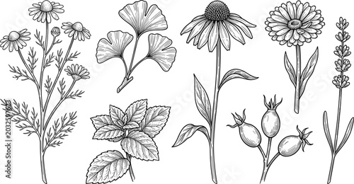 Fotografia Vintage Botanical Sketch Set of Medical Herbs and Wildflowers including Chamomil