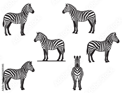 ZEBRA SILHOUETTE