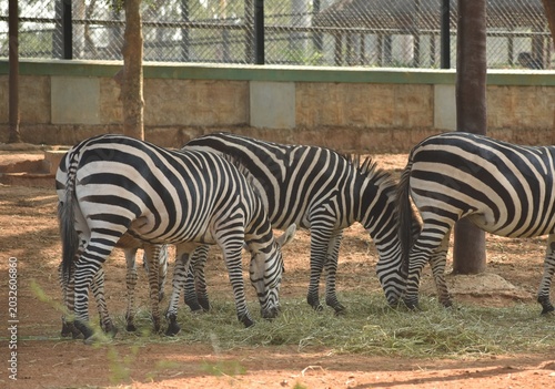 Two fully grown Zebras in a Zoo