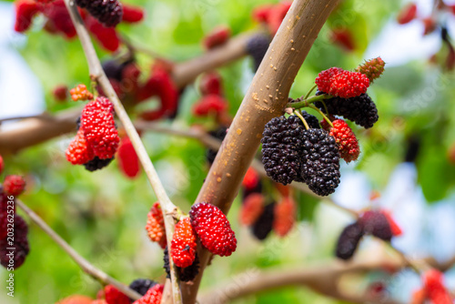 Fresh Ripe Mulberry Fruits ...