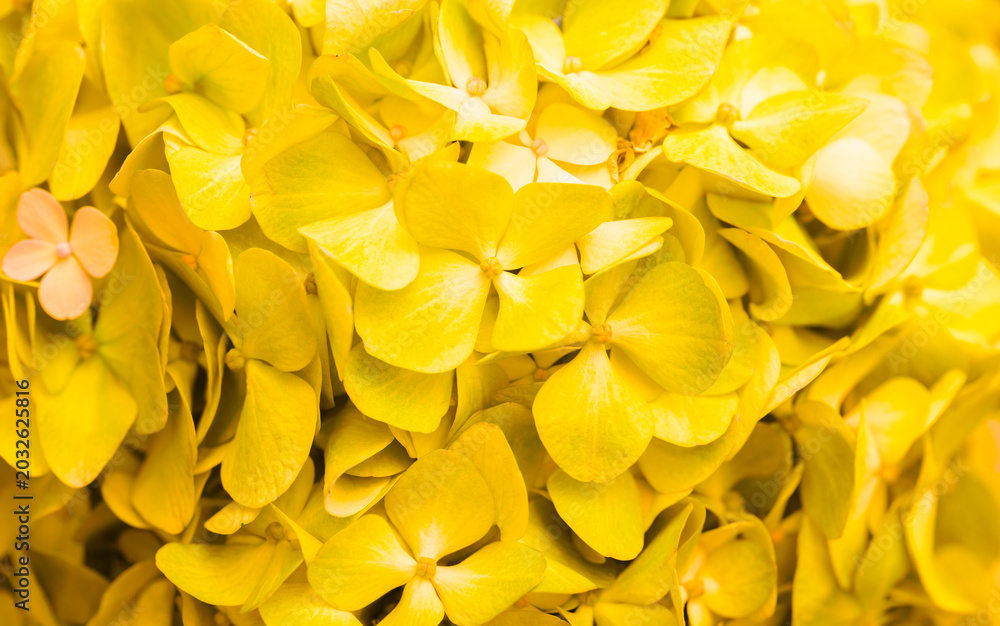 Obraz premium Yellow flowers close-up. Bouquet of colorful flowers. City flower beds, a beautiful and well-kept garden with flowering shrubs.