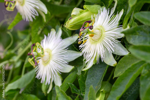 фотографія Two Exquisite White Passion Flowers (Passiflora caerulea Constance Elliott) Bloo