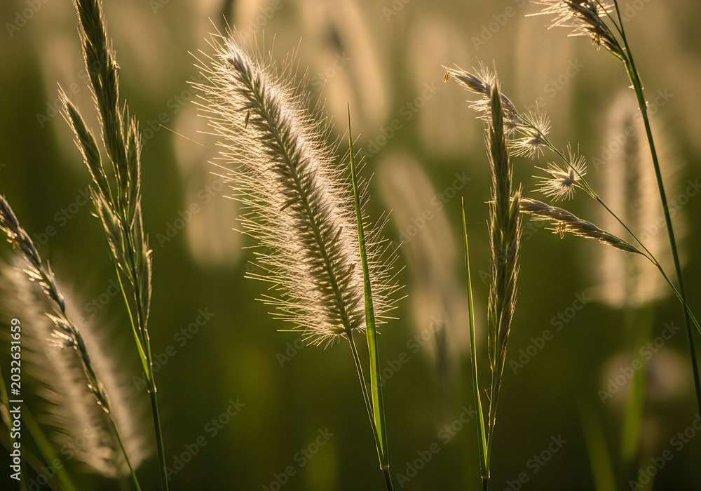 Fototapeta premium Close-up of backlit ornamental grass plumes with soft green bokeh background