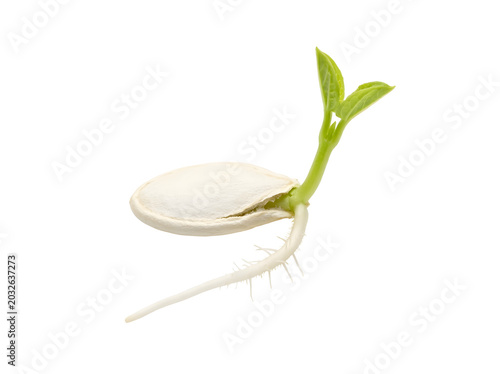 Pumpkin seedling emerging from seed