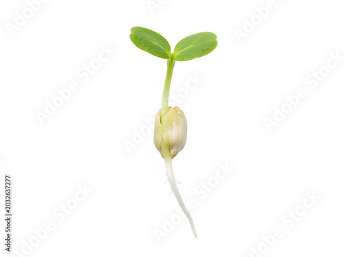 Sprouting sunflower seed with young green leaves on a transparent background, minimalist growth concept