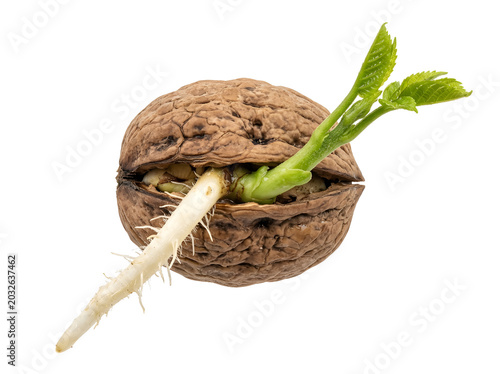 Walnut seed sprouting, germinating walnut