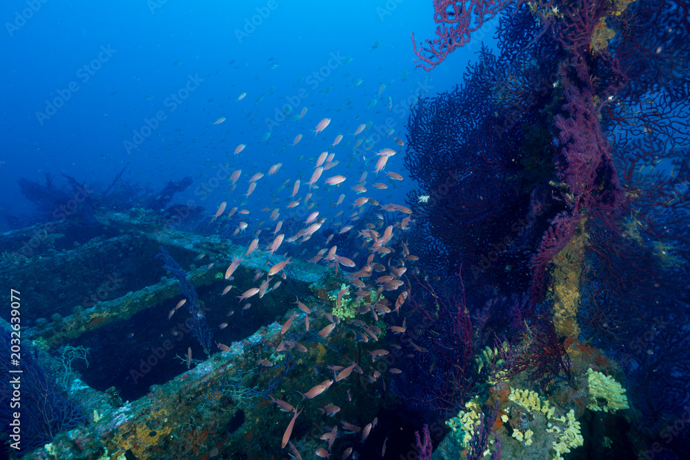 Fototapeta premium relitto del Togo, nave mercantile affondata nella baia di Cavalaire, Francia; circondata da una nuvola di Anthias e gorgonie rosse