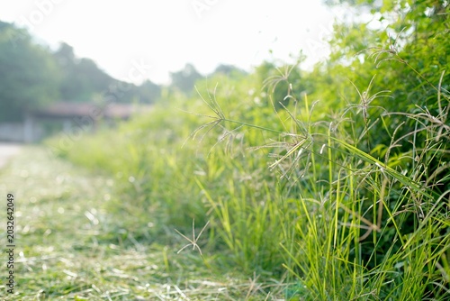 Wild grass in soft sunlight with green natural background