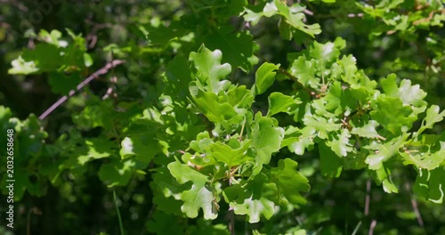 Leaves of the Downy Oak Tree (Quercus pubescens)