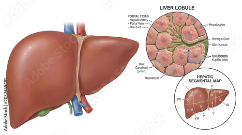Medical illustration of human liver anatomy, detailing macroscopic view, microscopic lobules, and internal segmentation, providing insights for physiological study