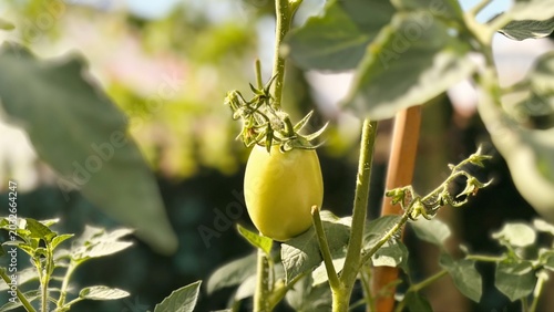 Fotografie Vibrant green tomato ripening on its vine in a garden, bathed in natural sunligh