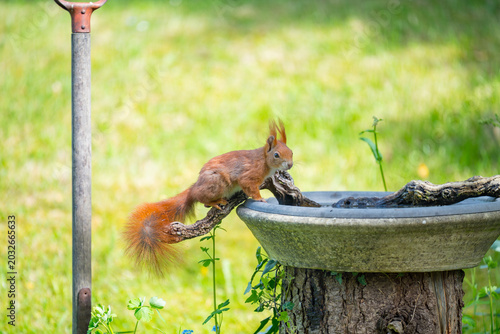 Eichhörnchen an einer Vogeltränke