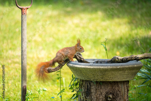 Fotografie Eichhörnchen an einer Vogeltränke