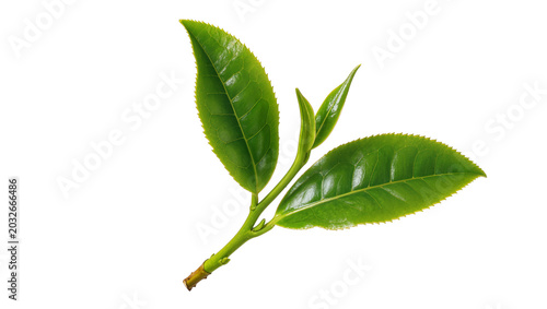 Green tea leaves and buds on stem