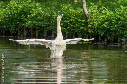 Quadro su tela Mute swan flapping its wings on a sunlit river
